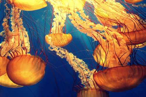 Jellyfish Swimming  free photo
