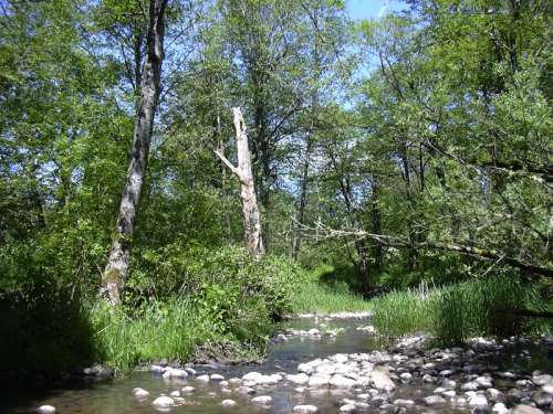 Johnson Creek in Gresham, Oregon free photo