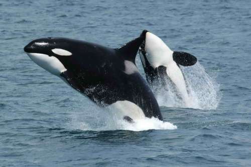 Killer Whales Orcas Jumping free photo