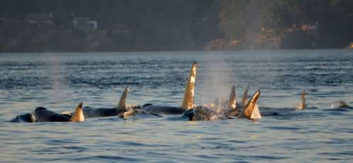 Killer Whales swimming in a pod in Victoria, British Columbia, Canada free photo