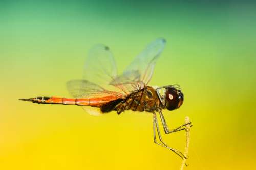 Large magnified photos of dragonfly macro free photo