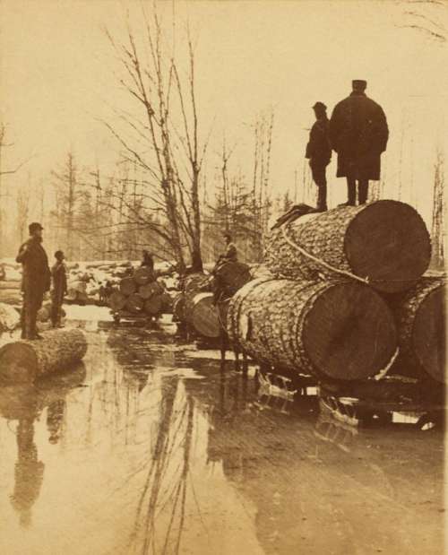 Lumbering Pines in the 1800s in Michigan free photo