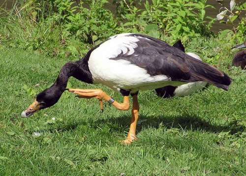 Magpie Goose - Anseranas semipalmata free photo