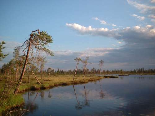 Marshland near Liikasenvaara in Kuusamo, Finland free photo