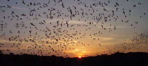 Mexican free-tailed bats coming out of Entrance at Carlsbad Caverns National Park, New Mexico free photo