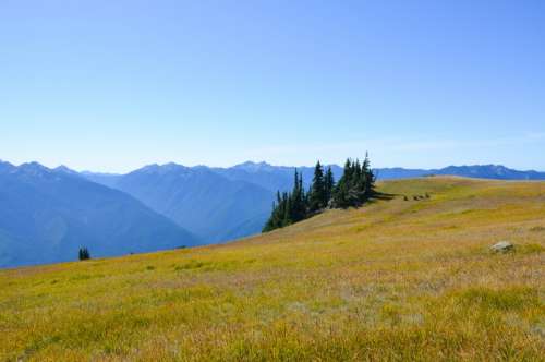 Mountain and Meadow in Olympic National Park in Washington free photo