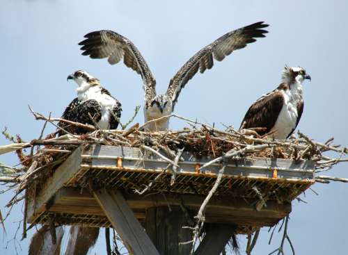 Ospreys in the nest free photo