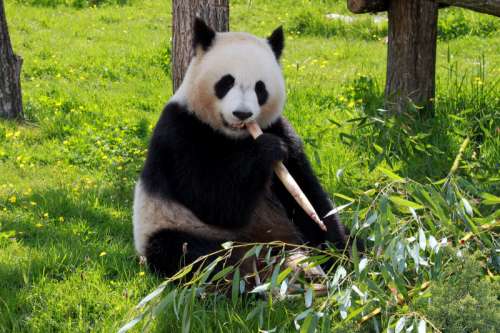 Panda Bear eating Bamboo on the ground free photo