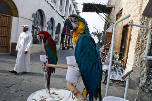 Parrots and birds on the streets in Doha, Qatar free photo