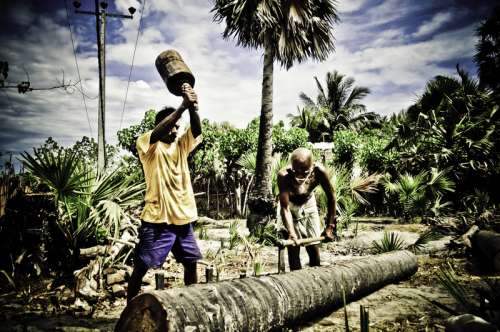 People Chopping Trees in Sri Lanka free photo