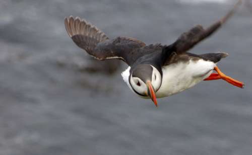 Puffin in Flight free photo