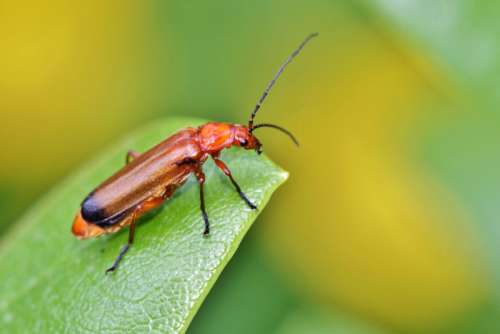 Red Beetle Bug on Leaf free photo