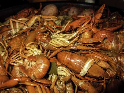 Red Crawfish Dinner in New Orleans, Louisiana free photo