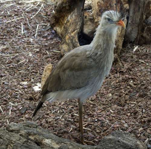 Red-legged seriema - Cariama cristata free photo