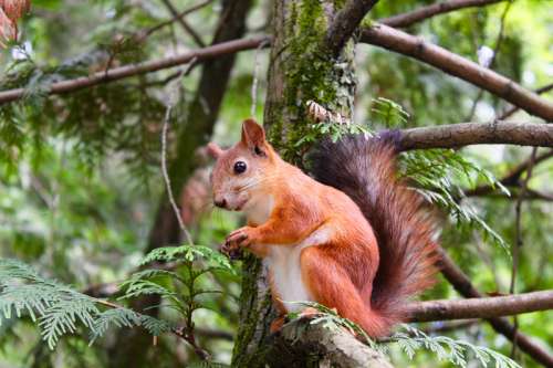 Red Squirrel sitting in Tree free photo