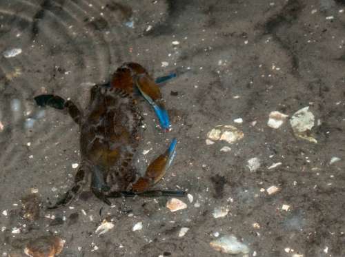 Rugose swimming crab in the water - Callinectes exasperatus free photo