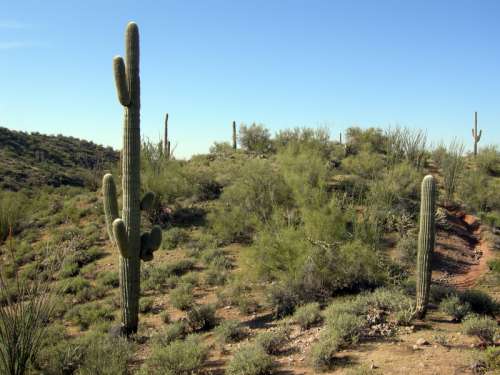 Sonoran Desert outside Wickenburg, Arizona  free photo