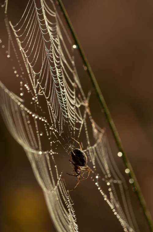 Spider in the Web free photo