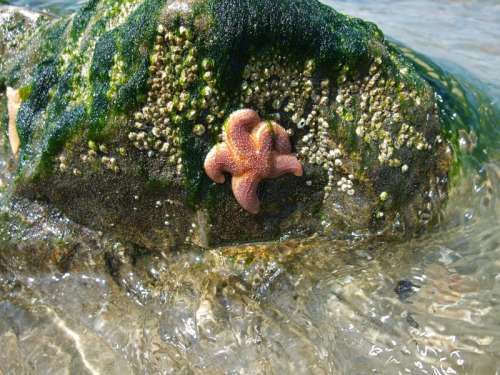Starfish Perched on a rock free photo