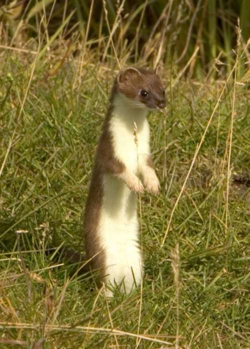 Stoat standing up - Mustela erminea free photo