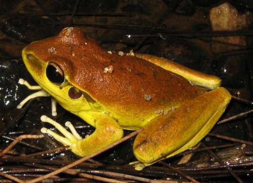 Stony creek frog -- Litoria wilcoxi free photo
