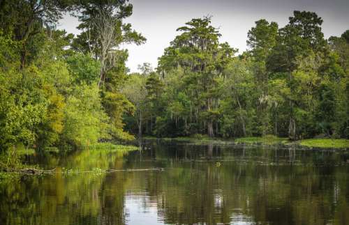 Swamp landscape in Louisiana free photo