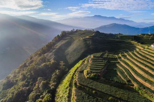 Tea Plantations on the side of the hill free photo