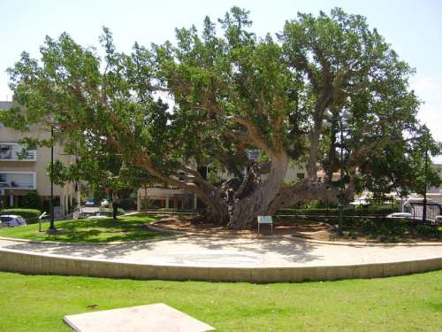 The old Sycamore tree in Netanya, Israel free photo