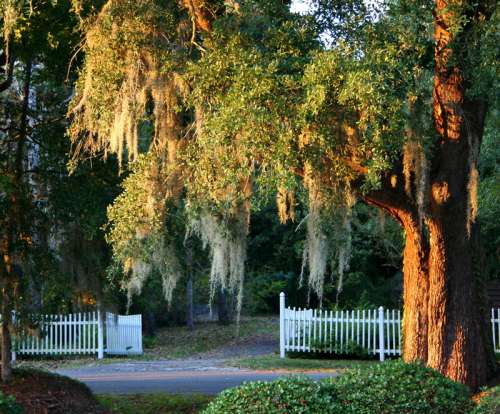 Trees and Fence in South Carolina free photo