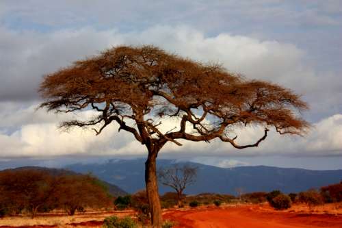 Trees in the landscape in Kenya on the Plains free photo