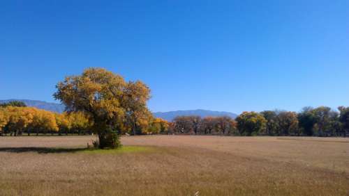 Trees on a Farm in Albuquerque, New Mexico free photo