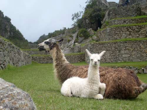Two Llamas sitting in the Ruins of Machu Picchu, Peru free photo