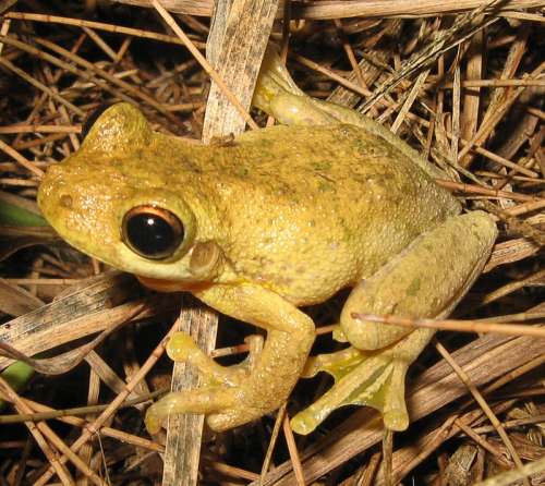 Tyler's Tree Frog - Litoria tyleri free photo