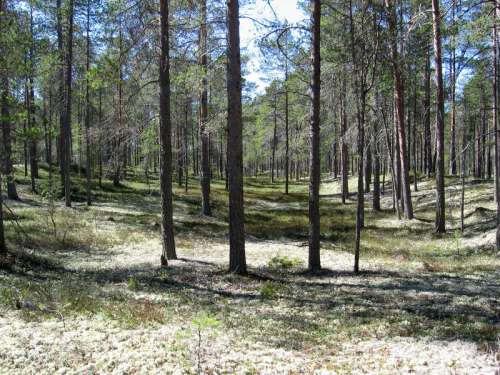 Typical forest in Hailuoto in Finland free photo