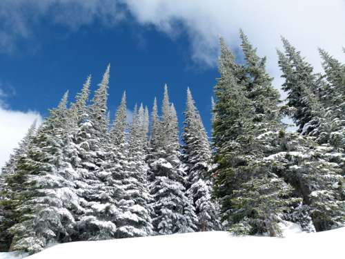 Winter Pine Forest in British Columbia, Canada free photo