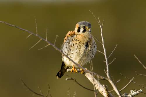 Young American kestrel on a branch - Falco sparverius free photo