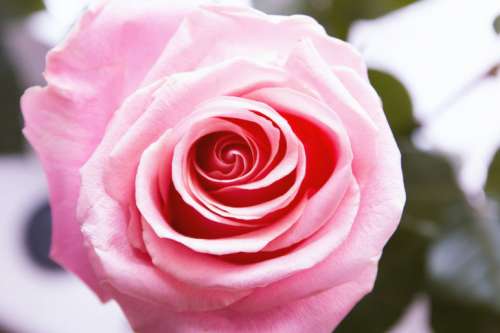 Detail of beautiful pink roses of love