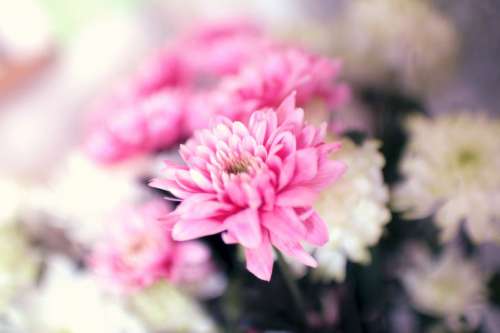 Pink flowers combined with white