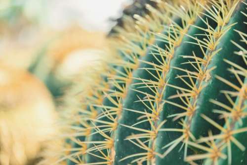 Closeup view of green cactus