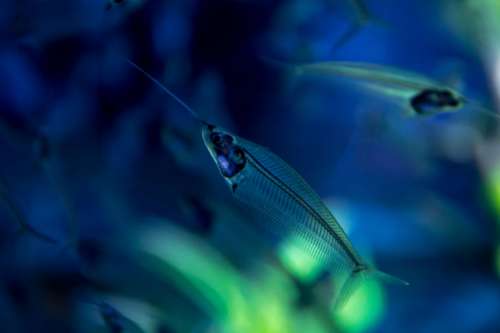 Detail of Sea World. Beautiful transparent small fish