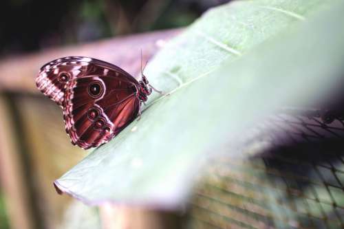 Butterfly on a giant leaf in the jungle