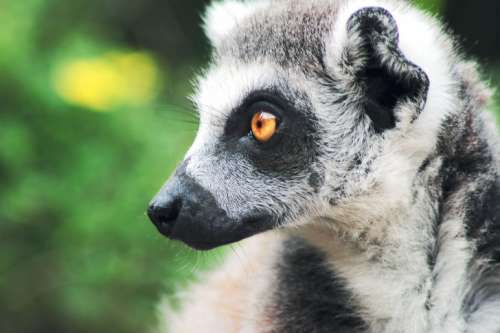 Detailed portrait of lemur in nature