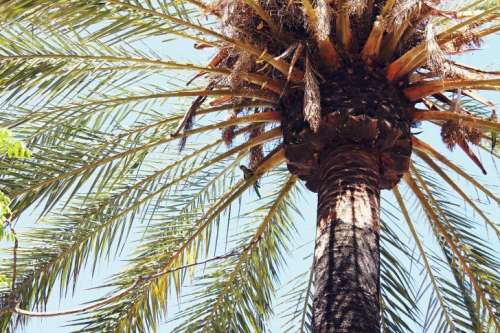 Detail of palm trees in summer