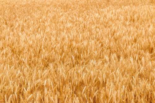 Golden wheat field on hot sunny day