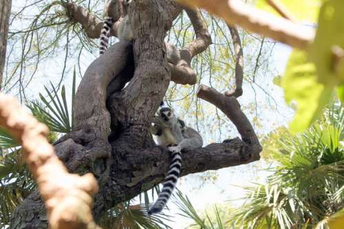 Several lemurs on the tree in nature