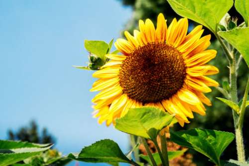 Garden of sunflowers at summer. Detail of sunflower