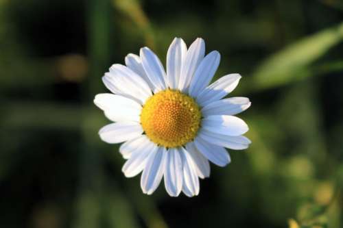 Nice detail of daisy in summer