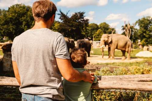 Father and son looking on the elephant at zoo