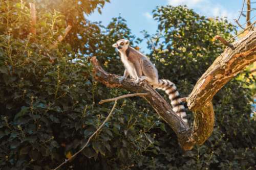 Lemur in their natural habitat, Madagascar.