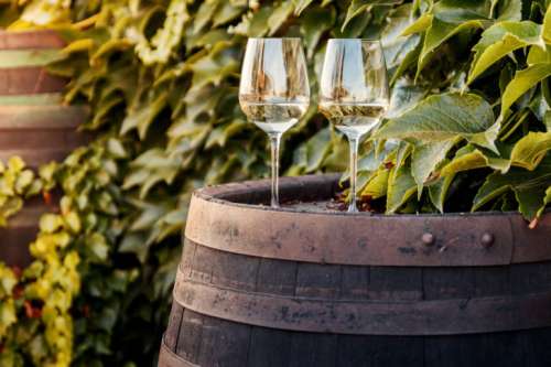 Wine barrel with two glasses of white wine by vineyard